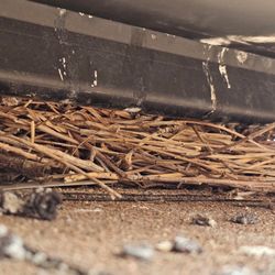 Diamond Solar Cleaning - Pigeon nest under the panel