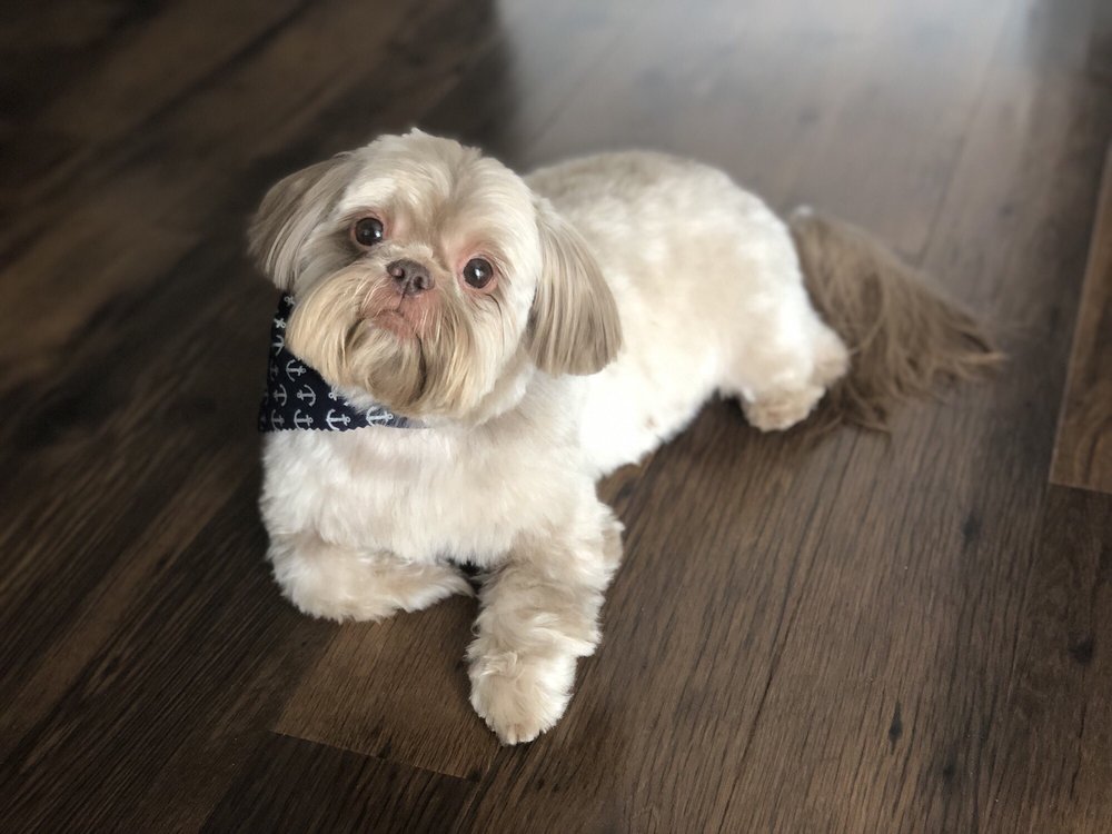 CUSTOM K9 CLIPS Updated August 2024 Jacksonville, North Carolina Pet Groomers Phone