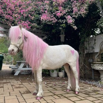 FairyTail Pony Parties - Party Characters Near Me - Orange, California FairyTail Pony Parties - Party Characters Near Me - Orange, California