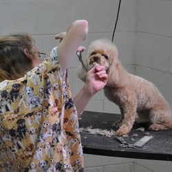 Club Pet Resorts