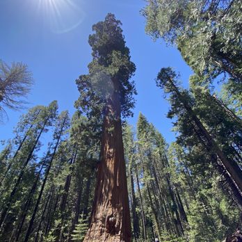 Calaveras Big Trees State Park - I couldn't check in. My cell didn't have service but I took a few pictures. Of course pictures don't do it justice. - Parks Near Me - Arnold, California Calaveras Big Trees State Park - I couldn't check in. My cell didn't have service but I took a few pictures. Of course pictures don't do it justice. - Parks Near Me - Arnold, California