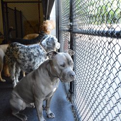 The Madison Dog Resort