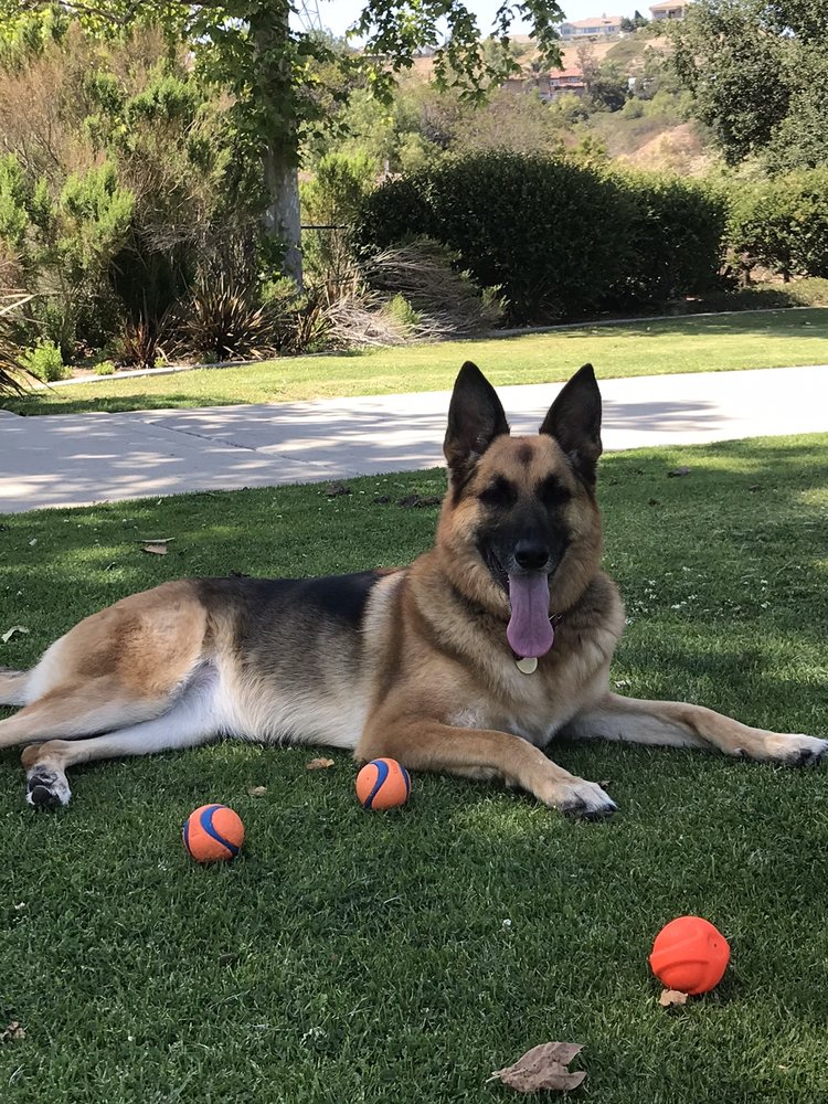 CLEVER K9 DOG TRAINING Updated April 2024 Newport Beach, California
