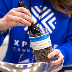 Xplore Cannabis