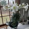 Patrick Lyons Greenhouses gift card