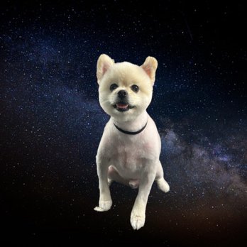 It’s a Doggy Spa - Pet Groomers Near Me - Long Beach, California