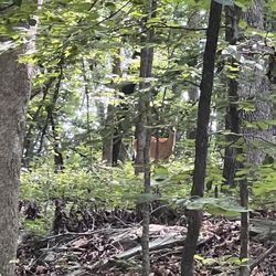 Ben Burton Park - Deer I saw.