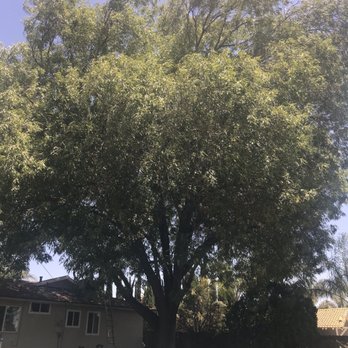 Real Tree Service - This is what it looked like before! - Tree Services Near Me
