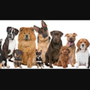 Photo of Green Acres Pet Grooming