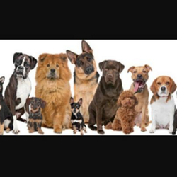 Green Acres Pet Grooming