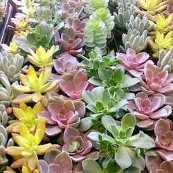 Olympia Food Co-op Garden Center - Succulent heaven
