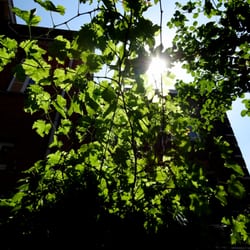 De Gouden Vis - Druivenstruiken als zonnescherm