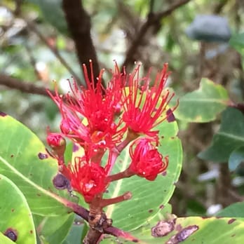Poamoho Ridge Trail - Lehua. - Hiking Near Me - Wahiawa, Hawaii Poamoho Ridge Trail - Lehua. - Hiking Near Me - Wahiawa, Hawaii