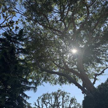 Special Tree Service - Freshly cut trees! - Tree Services Near Me - La Crescenta, California Special Tree Service - Freshly cut trees! - Tree Services Near Me - La Crescenta, California