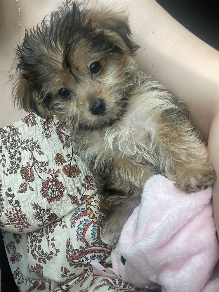 Just Puppies Image