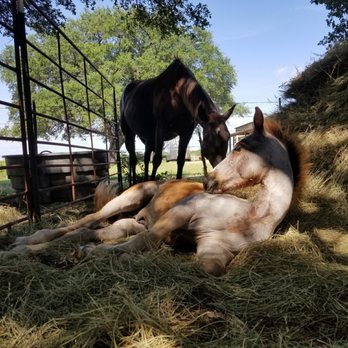 Draggin H Ranch Group - Draggin' H Ranch - Horseback Riding Near Me - Lipan, Texas