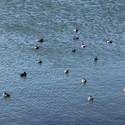 Bolsa Chica Ecological Reserve - Napping ducks