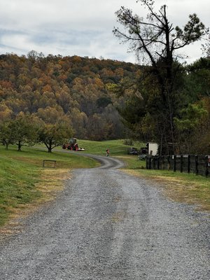 Stribling Orchard by null