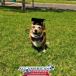 All-American K-9 Dog Training