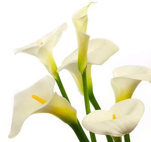 Miller-Reesman Funeral Home - veterans service organization in Union Grove, WI