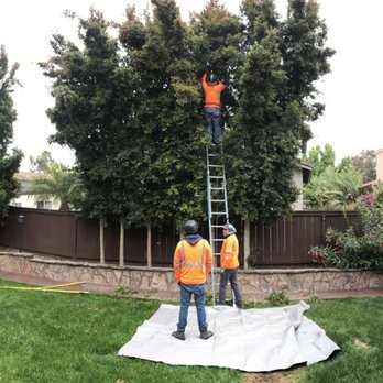 Higuera Tree Care - Working in the backyard - Tree Services Near Me - Chula Vista, California Higuera Tree Care - Working in the backyard - Tree Services Near Me - Chula Vista, California