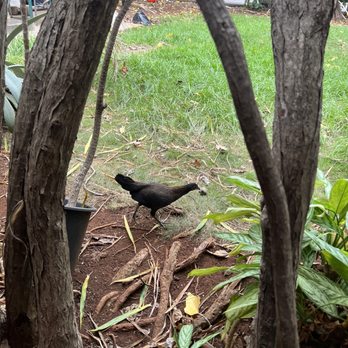 O'Kims - Nice Backyard setting - Korean Near Me - Honolulu, Hawaii