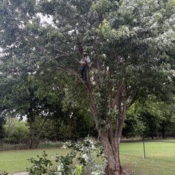 Cross Timbers Arborist