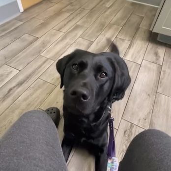 Powder Mill Animal Hospital - Cordelia full tail wags - Veterinarians Near Me - Acton, Massachusetts