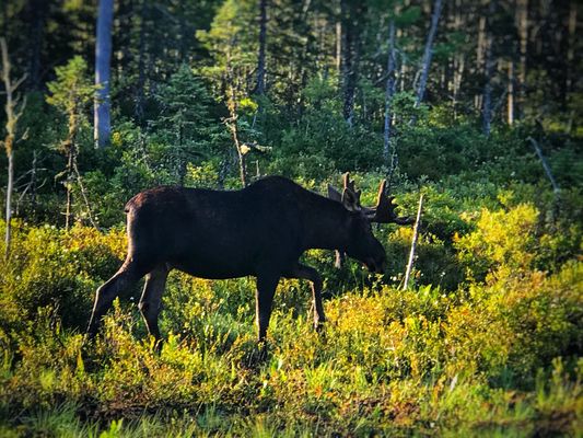 100 Mile Wilderness Adventures by null