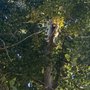 Photo of Eagle Tree Service