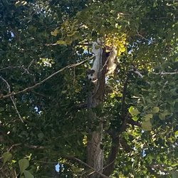 Eagle Tree Service - Cat in the tree!