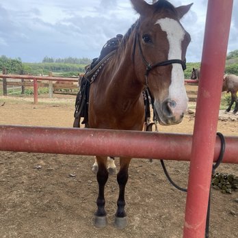 Gunstock Ranch - Horseback Riding Near Me - Laie, Hawaii Gunstock Ranch - Horseback Riding Near Me - Laie, Hawaii