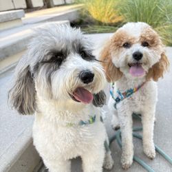 Society Pet Care