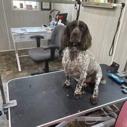 Lakeside Paws Pet Grooming and Boarding