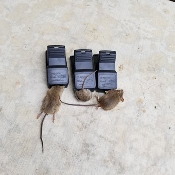 Str8Up Pest Solutions - No Movement - Pest Control Near Me Str8Up Pest Solutions - No Movement - Pest Control Near Me