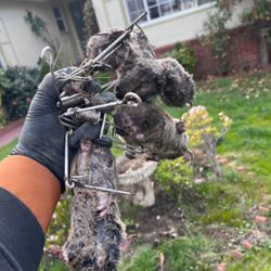 Gopher Removal Center