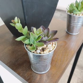 Anko - Succulent - Desserts Near Me - Los Angeles, California Anko - Succulent - Desserts Near Me - Los Angeles, California
