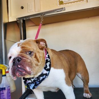 CURB Mobile Pet Groomers - My girly - Pet Groomers Near Me