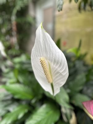 Volunteer Park Conservatory by null