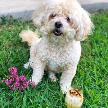 Compassionate Pet Vet - Veterinarians Near Me Compassionate Pet Vet - Veterinarians Near Me