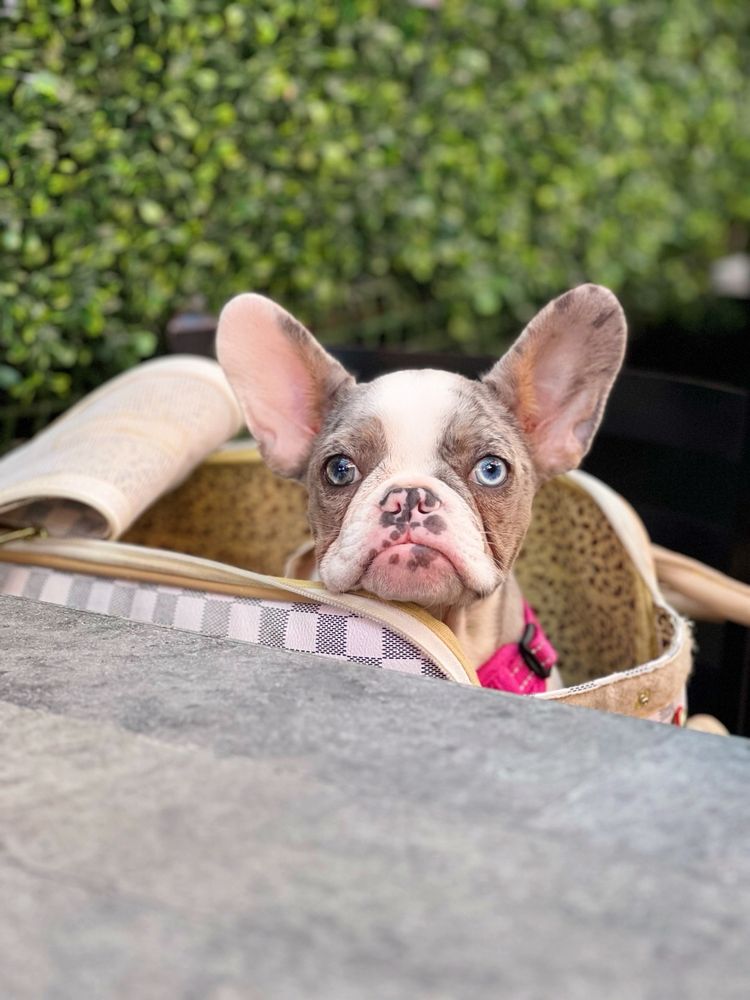 TOP DOG PET STORE Updated August 2024 22 Photos & 17 Reviews 3320