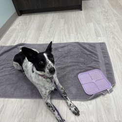 Page Point Animal Hospital and Pet Resort