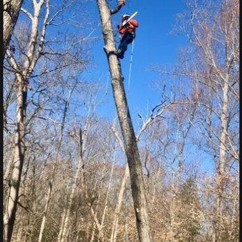 V & M Tree Services - Tree Services Near Me - Richmond, Virginia V & M Tree Services - Tree Services Near Me - Richmond, Virginia