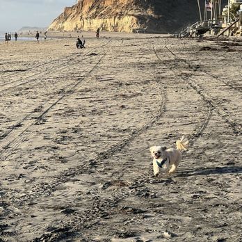Del Mar Dog Beach - Dog Parks Near Me - Del Mar, California Del Mar Dog Beach - Dog Parks Near Me - Del Mar, California