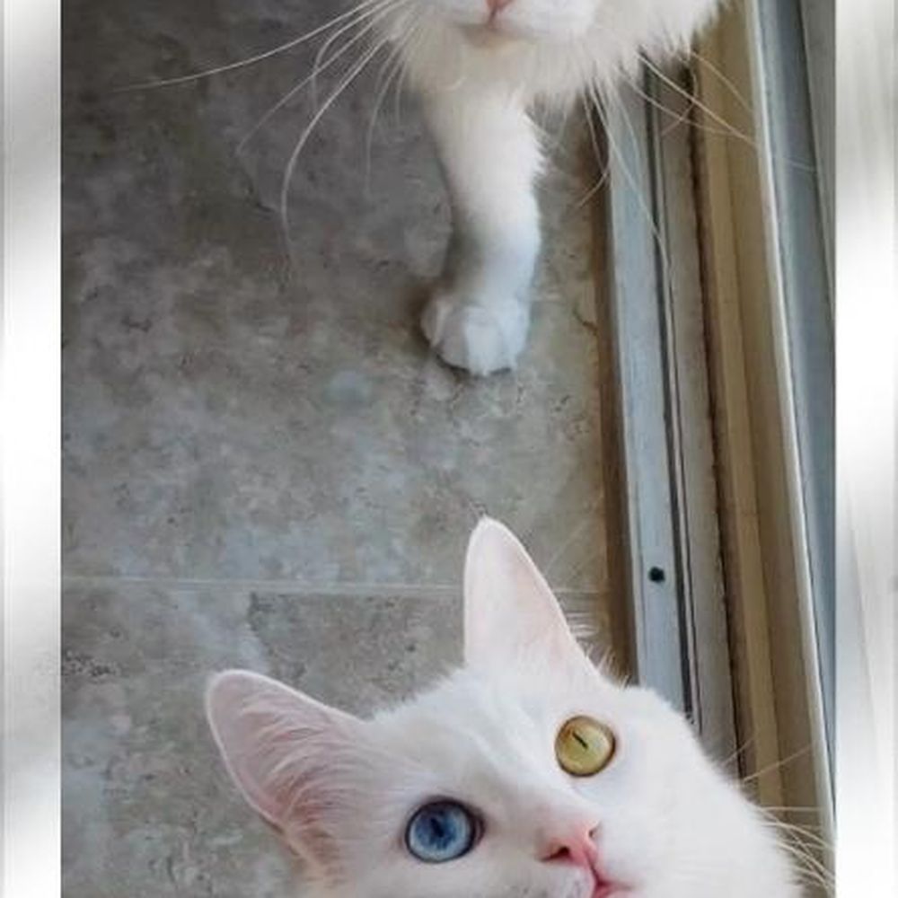 Oregon Maine Coon Cattery - Davinity and her friend Purrl the deaf cat. - Pet Breeders Near Me - Estacada, Oregon Oregon Maine Coon Cattery - Davinity and her friend Purrl the deaf cat. - Pet Breeders Near Me - Estacada, Oregon
