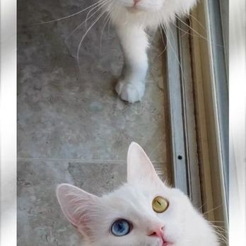 Oregon Maine Coon Cattery - Davinity and her friend Purrl the deaf cat. - Pet Breeders Near Me - Estacada, Oregon Oregon Maine Coon Cattery - Davinity and her friend Purrl the deaf cat. - Pet Breeders Near Me - Estacada, Oregon