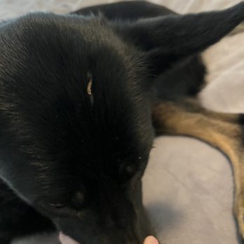 Barx Parx - Almost healed scabs - Pet Training Near Me - Las Vegas, Nevada