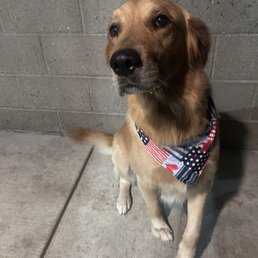 Simba Simba