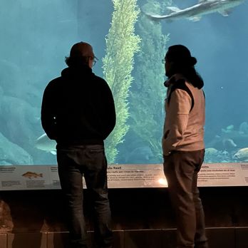 Monterey Bay Aquarium - Aquariums Near Me - Monterey, California Monterey Bay Aquarium - Aquariums Near Me - Monterey, California