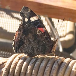 Bloem op IJburg - This butterfly does not want to leave this place...